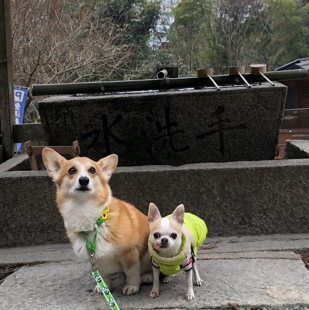 コーギーとチワワちゃん - 宝池寺 八大龍王宮