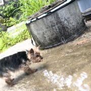 ガウ犬の水浴び