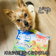 ガウ犬がV 字回復（長文）